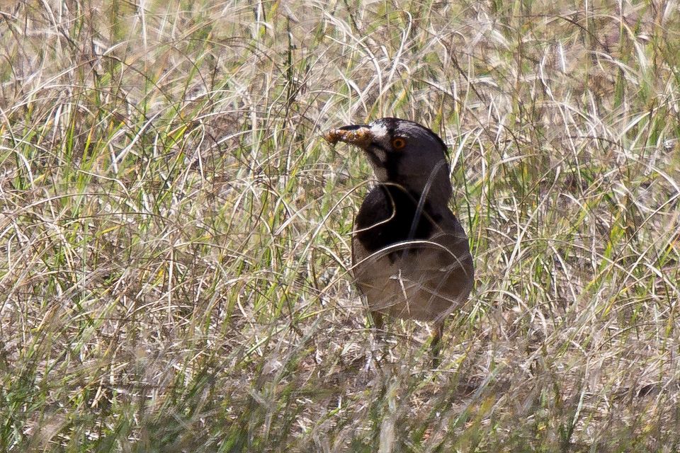 Crested Bellbird (Oreoica gutturalis)